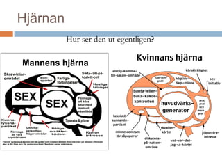 Hjärnan 
Hur ser den ut egentligen? 
 
