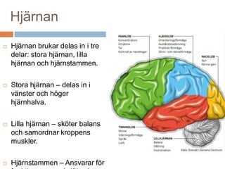 Hjärnan 
 Hjärnan brukar delas in i tre 
delar: stora hjärnan, lilla 
hjärnan och hjärnstammen. 
 Stora hjärnan – delas in i 
vänster och höger 
hjärnhalva. 
 Lilla hjärnan – sköter balans 
och samordnar kroppens 
muskler. 
 Hjärnstammen – Ansvarar för 
funktioner som vi själva inte 
 