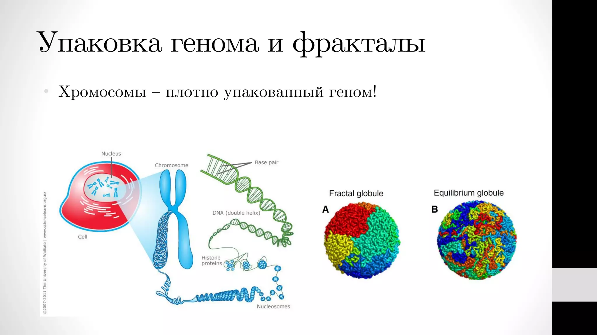 Упаковка генома и фракталы
• Хромосомы – плотно упакованный геном!
 