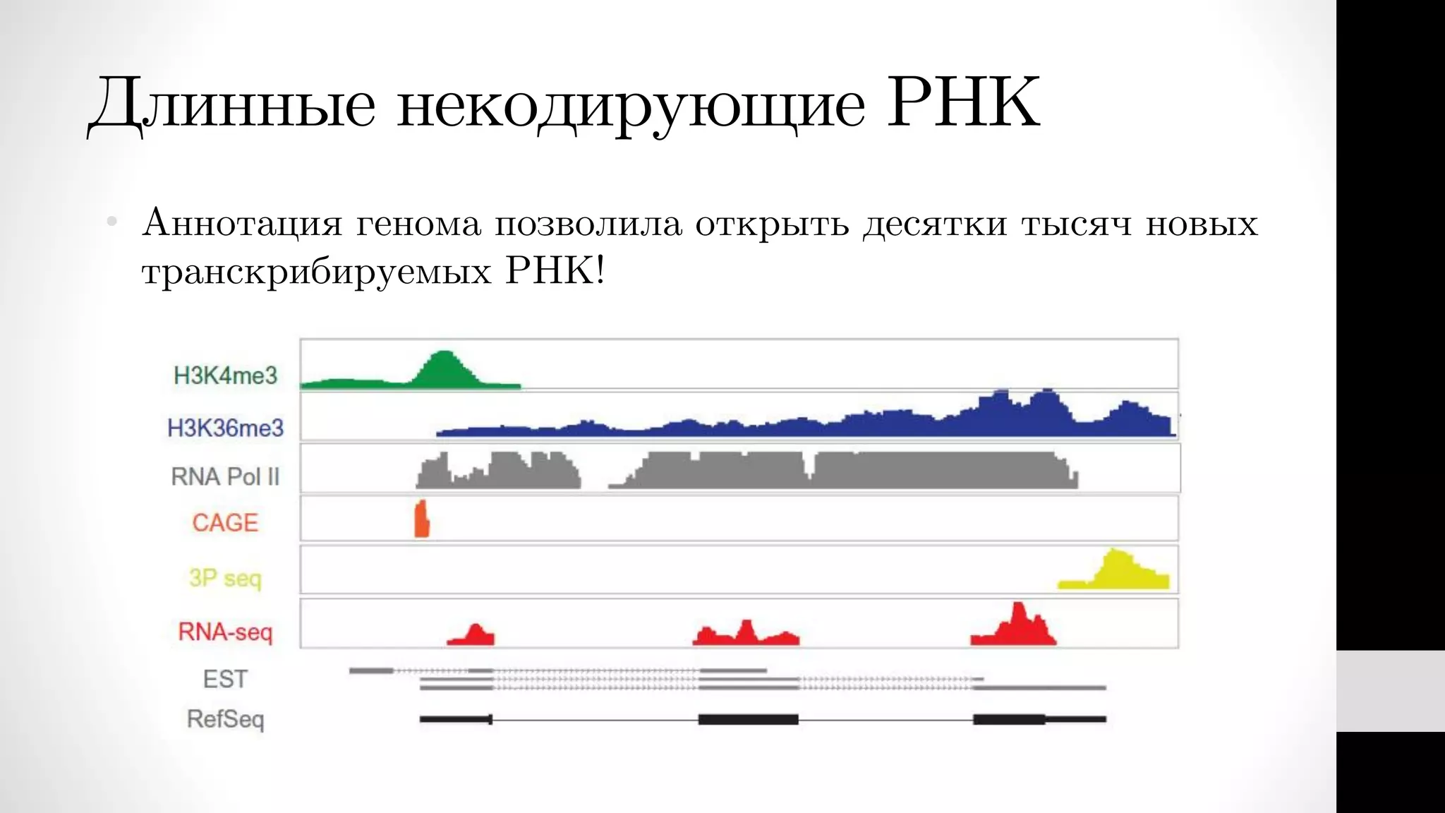 Длинные некодирующие РНК
• Аннотация генома позволила открыть десятки тысяч новых
транскрибируемых РНК!
 