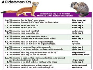Biologists Use Seven Levels Of Classification