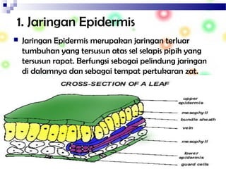 1. Jaringan Epidermis
 Jaringan Epidermis merupakan jaringan terluar
tumbuhan yang tersusun atas sel selapis pipih yang
tersusun rapat. Berfungsi sebagai pelindung jaringan
di dalamnya dan sebagai tempat pertukaran zat.
 