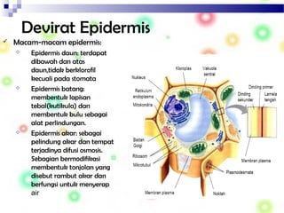 Devirat Epidermis
 Macam-macam epidermis:
 Epidermis daun: terdapat
dibawah dan atas
daun,tidak berklorofil
kecuali pada stomata
 Epidermis batang:
membentuk lapisan
tebal(kutikula) dan
membentuk bulu sebagai
alat perlindungan.
 Epidermis akar: sebagai
pelindung akar dan tempat
terjadinya difusi osmosis.
Sebagian bermodifikasi
membentuk tonjolan yang
disebut rambut akar dan
berfungsi untuk menyerap
air
 