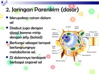 2. Jaringan Parenkim (dasar)
 Merupakan cairan dalam
sel
 Disebut juga dengan
sitosol karena mirip
dengan jelly (koloid)
 Berfungsi sebagai tempat
berlangsungnya
metabolisme sel.
 Di dalamnya terdapat
berbagai organel sel
 