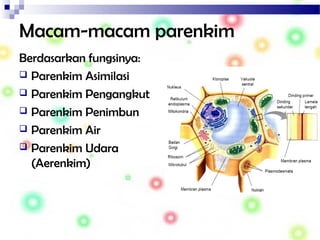 Macam-macam parenkim
Berdasarkan fungsinya:
 Parenkim Asimilasi
 Parenkim Pengangkut
 Parenkim Penimbun
 Parenkim Air
 Parenkim Udara
(Aerenkim)
 