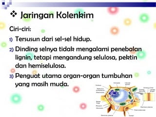  Jaringan Kolenkim
Ciri-ciri:
1) Tersusun dari sel-sel hidup.
2) Dinding selnya tidak mengalami penebalan
lignin, tetapi mengandung selulosa, pektin
dan hemiselulosa.
3) Penguat utama organ-organ tumbuhan
yang masih muda.
 