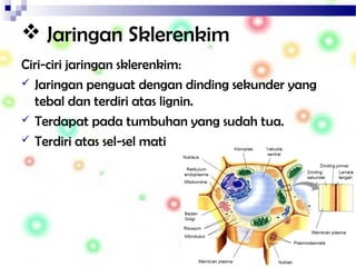  Jaringan Sklerenkim
Ciri-ciri jaringan sklerenkim:
 Jaringan penguat dengan dinding sekunder yang
tebal dan terdiri atas lignin.
 Terdapat pada tumbuhan yang sudah tua.
 Terdiri atas sel-sel mati
 