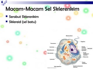 Macam-Macam Sel Sklerenkim
 Serabut Sklerenkim
 Sklereid (sel batu)
 