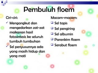 Pembuluh floem
Ciri-ciri:
 Mengangkut dan
mengedarkan zat-zat
makanan hasil
fotosintesis ke seluruh
tumbuh tumbuhan
 Sel penyusunnya ada
yang masih hidup dan
yang mati
Macam-macam:
 Sel tapis
 Sel pengiring
 Sel albumin
 Parenkim floem
 Serabut floem
 