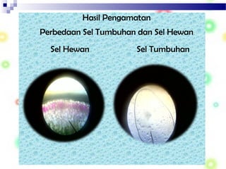 Hasil Pengamatan
Perbedaan Sel Tumbuhan dan Sel Hewan
Sel Hewan Sel Tumbuhan
 