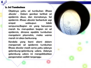 2. Sel Tumbuhan
Objeknya yaitu sel tumbuhan Rhoeo
discolor . Dalam gambar terlihat sel
epidermis daun, dan stomatanya. Sel
epidermis Rhoeo discolor berbentuk segi
empat walaupun tidak
sempurna.Bagian sisi yang berwarna
merah itu merupakan bagian sisi sel
epidermis, dimana apabila tumbuhan
mengalami plasmolisis, maka warna
merah ini akan berkurang.
Kendala yang kami alami dalam
mengamati sel epidermis tumbuhan
Rhoeo discolor masih sama yaitu adanya
gelembung-gelembung udara. Adanya
gelembung udara ini mengakibatkan
pengamatan sedikit terganggu
 