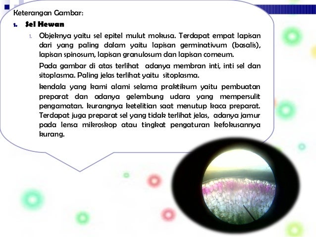 Biologi ppt JARINGAN TUMBUHAN