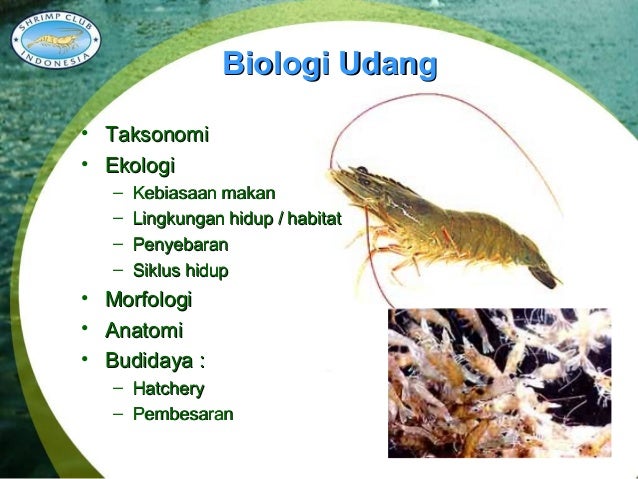 Biologi Udang