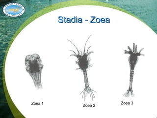 Zoea Rostrum Biologi Udang.pdf