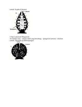 contoh: Scypha (Calcarea)
3.Tipe Leukonoid/ Rhagonoid.
Air melalui ostia – saluran radial yang bercabang – spongocoel (atrium) - oskulum.
contoh : Spongilla sp (Demospongia)
 