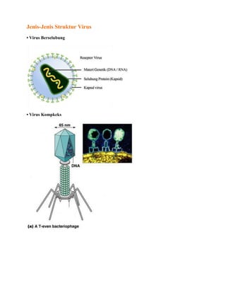Jenis-Jenis Struktur Virus
• Virus Berselubung
• Virus Kompkeks
 