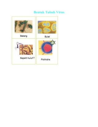 Bentuk Tubuh Virus
 