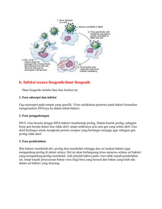 b. Infeksi secara lisogenik/daur lisogenik
Daur lisogenik melalui fase-fase berikut ini:
1. Fase adsorpsi dan infeksi
Fag menempel pada tempat yang spesifik. Virus melakukan penetrasi pada bakteri kemudian
mengeluarkan DNAnya ke dalam tubuh bakteri.
2. Fase penggabungan
DNA virus bersatu dengan DNA bakteri membentuk profag. Dalam bentuk profag, sebagian
besar gen berada dalam fase tidak aktif, tetapi sedikitnya acla satu gen yang selalu aktif. Gen
aktif berfungsi untuk mengkode protein reseptor yang berfungsi menjaga agar sebagian gen
profag tidak aktif.
3. Fase pembelahan
Bila bakteri membelah diri, profag ikut membelah sehingga dua sel anakan bakteri juga
mengandung profag di dalam selnya. Hal ini akan berlangsung terus-menerus selama sel bakteri
yang mengandung profag membelah. Jadi jelaslah bahwa pada virus tidak terjadi pembelahan
sel, tetapi terjadi penyusunan bahan virus (fag) baru yang berasal dari bahan yang telah ada
dalam sel bakteri yang diserang.
 