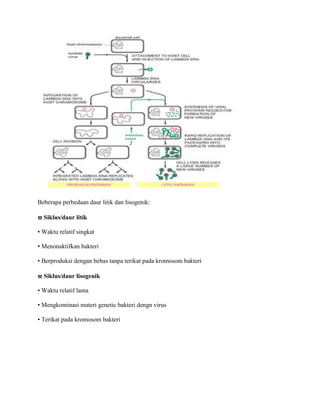 Beberapa perbedaan daur litik dan lisogenik:
 Siklus/daur litik
• Waktu relatif singkat
• Menonaktifkan bakteri
• Berproduksi dengan bebas tanpa terikat pada kromosom bakteri
 Siklus/daur lisogenik
• Waktu relatif lama
• Mengkominasi materi genetic bakteri dengn virus
• Terikat pada kromosom bakteri
 