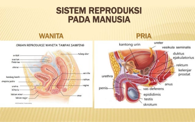 Sistem Reproduksi Manusia 3 Sma