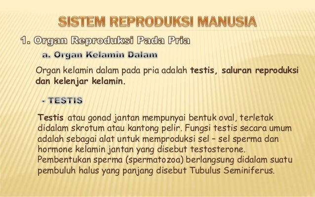 Sistem Reproduksi Manusia 3 Sma