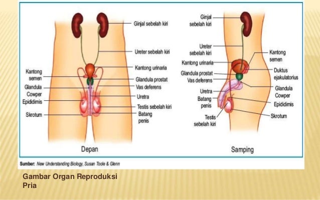 Sistem Reproduksi Manusia 3 Sma