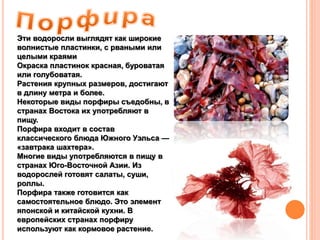 Эти водоросли выглядят как широкие
волнистые пластинки, с рваными или
целыми краями
Окраска пластинок красная, буроватая
или голубоватая.
Растения крупных размеров, достигают
в длину метра и более.
Некоторые виды порфиры съедобны, в
странах Востока их употребляют в
пищу.
Порфира входит в состав
классического блюда Южного Уэльса —
«завтрака шахтера».
Многие виды употребляются в пищу в
странах Юго-Восточной Азии. Из
водорослей готовят салаты, суши,
роллы.
Порфира также готовится как
самостоятельное блюдо. Это элемент
японской и китайской кухни. В
европейских странах порфиру
используют как кормовое растение.
 