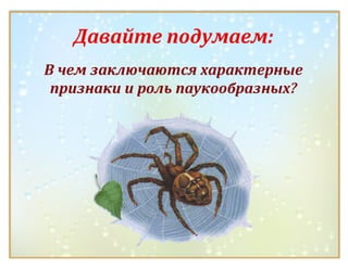 Класс Паукообразные