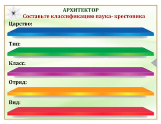 Класс Паукообразные