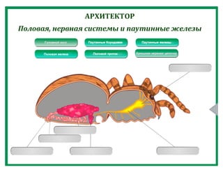 Класс Паукообразные