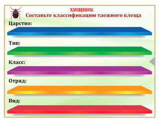 Класс Паукообразные