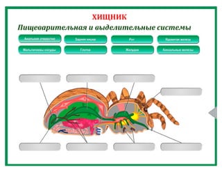 Класс Паукообразные