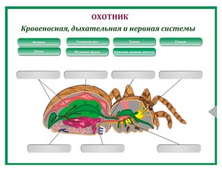 Класс Паукообразные