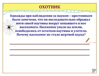 Класс Паукообразные