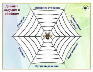 Класс Паукообразные