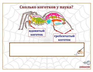 Класс Паукообразные