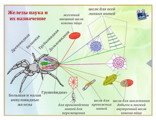 Класс Паукообразные