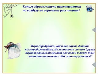 Класс Паукообразные