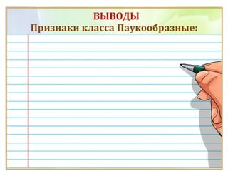 Класс Паукообразные