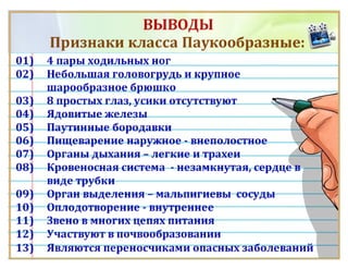 Класс Паукообразные