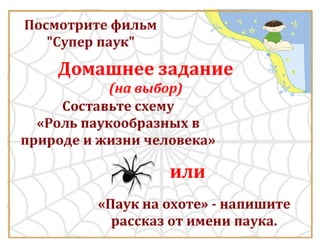 Класс Паукообразные