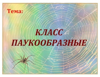 Класс Паукообразные
