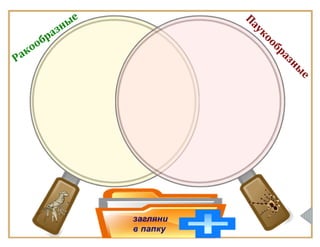 Класс Паукообразные