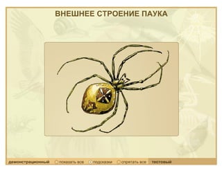 Класс Паукообразные