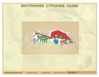 Класс Паукообразные