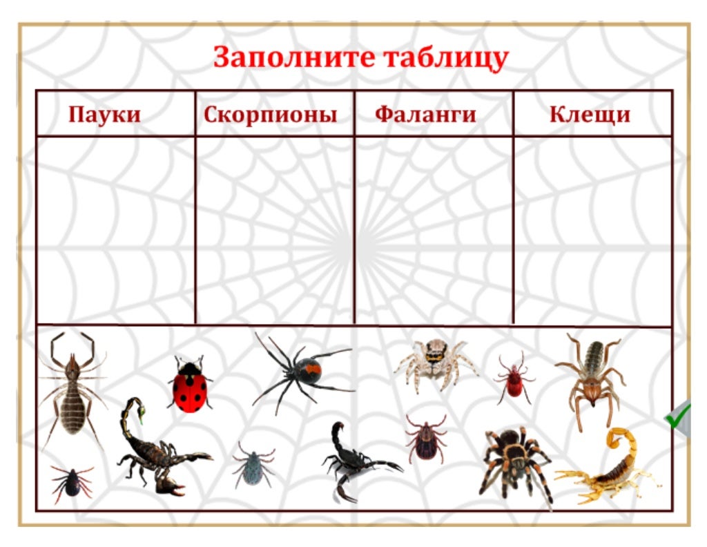 Схема слова паук