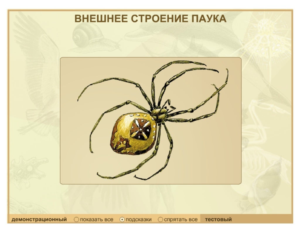 состав слова паучок