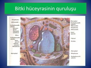 Bitki hüceyrəsinin quruluşu 
 