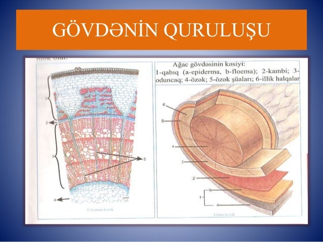 Biologiya (gövdə)