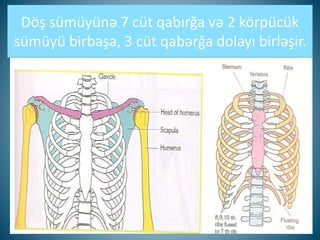 Döş sümüyünə 7 cüt qabırğa və 2 körpücük
sümüyü birbaşa, 3 cüt qabərğa dolayı birləşir.
 